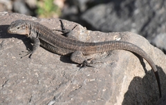 Gallotia stehlini
