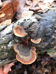 Phaeotremella frondosa