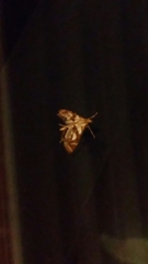 Chrysendeton medicinalis