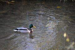 Anas platyrhynchos platyrhynchos