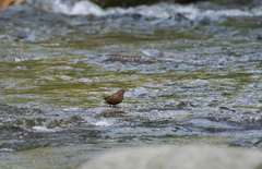 Cinclus pallasii