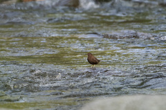 Cinclus pallasii