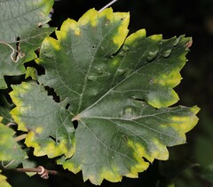 Colomerus vitis