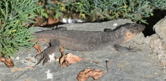Gallotia stehlini
