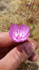 Clarkia cylindrica