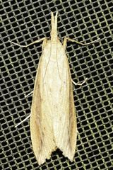 Donacaula sordidellus