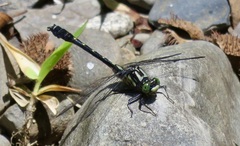 Hylogomphus adelphus