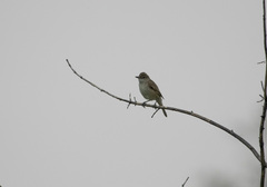 Acrocephalus orientalis