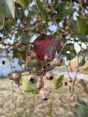 Pyrus cordata