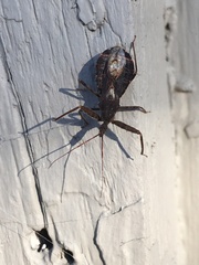 Acholla multispinosa