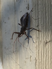 Acholla multispinosa