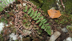 Dryopteris fragrans