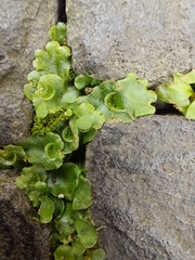 Lunularia cruciata