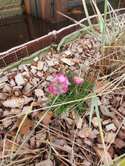 Armeria maritima