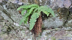 Dryopteris fragrans