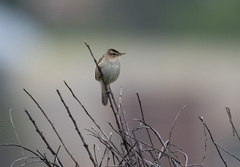 Acrocephalus bistrigiceps