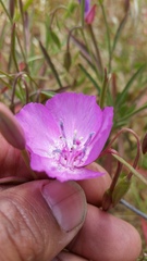 Clarkia cylindrica