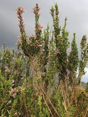 Erica perspicua