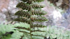 Dryopteris fragrans