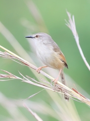 Prinia subflava
