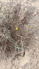 Launaea arborescens