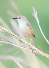 Prinia subflava