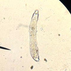 Bdelloidea