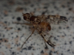 Pyrgotidae