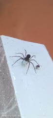Araneae