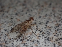 Pyrgotidae