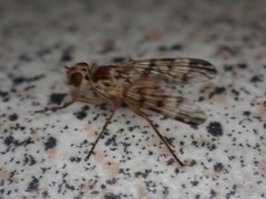 Pyrgotidae