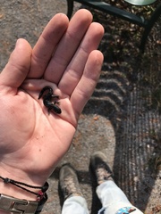 Ambystoma 'unisexual complex'