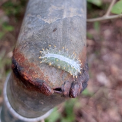 Dalceridae
