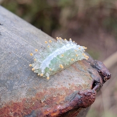 Dalceridae