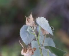 Abutilon wrightii