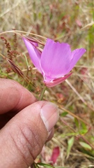 Clarkia cylindrica