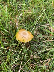 Hygrocybe insipida