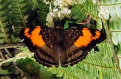 Adelpha mesentina