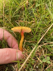 Hygrocybe insipida