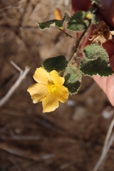 Abutilon wrightii