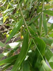 Bambusa pachinensis
