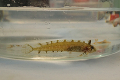 Clinitrachus argentatus