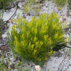 Serruria rubricaulis