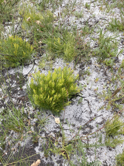 Serruria rubricaulis