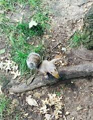 Sciurus carolinensis