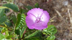 Clarkia cylindrica