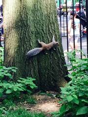 Sciurus carolinensis