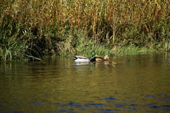 Anas platyrhynchos platyrhynchos