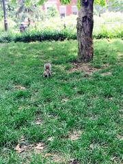 Sciurus carolinensis