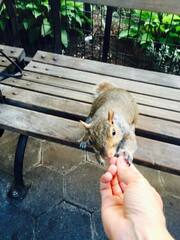 Sciurus carolinensis